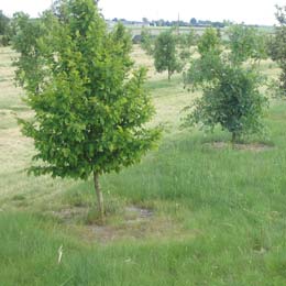 Truffle Hornbeam - Tuber Uncinatum